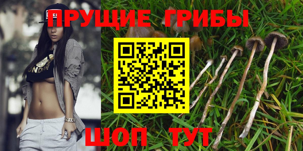 Камышин  Псилоцибиновые грибы Psilocybine cubensis  Вход с VPN  Галлюциногенные грибы Psilocybe 